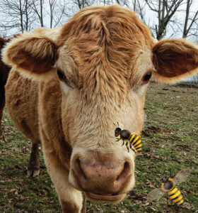 yellow-cow2-280x300.jpg